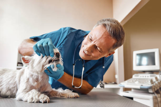 Best Emergency Dentist for Special Needs Patients in Sun Prairie, MT